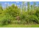 Lush backyard features a variety of trees and foliage, creating a serene and private atmosphere at 29356 Ginnetto Dr, Wesley Chapel, FL 33543