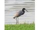 A beautiful bird standing in grass by the water at 201 Kings Blvd # 19, Sun City Center, FL 33573