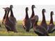 Flock of whistling ducks standing in a grassy area near a tranquil lake at 201 Kings Blvd # 19, Sun City Center, FL 33573