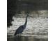 Great blue heron standing in a pond, showcasing its elegant and majestic presence at 201 Kings Blvd # 19, Sun City Center, FL 33573