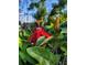 Bright red passion flower, up close at 824 Greenbelt Cir, Brandon, FL 33510