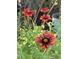 Up-close image of vibrant red and yellow flowers in a garden setting, showcasing natural beauty at 8403 W Gulf Blvd, Treasure Island, FL 33706