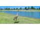 Sandhill Crane relaxing in the green grass next to a pond at 10555 Penny Gale Loop, San Antonio, FL 33576