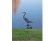 A great blue heron wading in a calm pond on a sunny day at 211 Royal Bonnet Dr, Apollo Beach, FL 33572