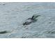 Close up of a dolphin swimming on the surface of the water at 9 Forbes Pl # 205, Dunedin, FL 34698