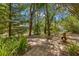 Secluded backyard features a stone patio and tranquil setting amidst lush trees and greenery at 187 Sage Cir, Crystal Beach, FL 34681