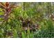 Tranquil waterfall feature amidst the lush tropical plants in the yard at 187 Sage Cir, Crystal Beach, FL 34681