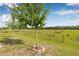 Scenic backyard with a lush green field, scattered grazing cows, and a traditional wooden fence at 5429 Companion Ln, Tampa, FL 33619