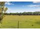 Expansive backyard featuring lush greenery, scattered grazing cows, and mature trees under a bright sky at 5429 Companion Ln, Tampa, FL 33619