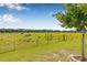 Lush green backyard view with scattered grazing cows and a traditional wooden fence under a sunny sky at 5429 Companion Ln, Tampa, FL 33619