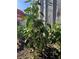 Vegetable garden featuring healthy pepper plants in a thriving backyard at 1748 Ragland Ave, Clearwater, FL 33765