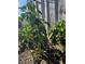 Fresh vegetable garden with pepper plants thriving in the backyard at 1748 Ragland Ave, Clearwater, FL 33765
