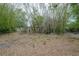Overgrown backyard filled with bamboo stands, wood debris, and untamed vegetation creates a serene backdrop at 3027 W Helen Ave, Tampa, FL 33611