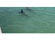 Dolphins swim in the waters near the property at 533 Lillian Dr, Madeira Beach, FL 33708