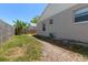 Side view of backyard showing side of house, fence, grass, and banana tree at 1108 16Th Nw Ave, Clearwater, FL 33756