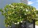 Lush landscaping featuring a flowering bush and a black metal fence outside of the building at 4715 Bay Ne St # 119, St Petersburg, FL 33703