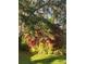Beautiful backyard featuring vibrant Cordyline plants against a wooden fence at 4504 Cabbage Palm Dr, Valrico, FL 33596