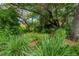 Lush front yard with a diverse mix of plants, mature trees, and natural beauty at 4215 Water Oaks Ln, Tampa, FL 33618