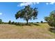 Open backyard with a large tree providing shade, perfect for outdoor activities and enjoying nature at 13421 Sydney Rd, Valrico, FL 33594