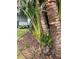 A natural outdoor landscape of trees and greenery at 712 Sunset Cv, Madeira Beach, FL 33708