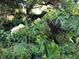 Elderberry bush with both white flowers and clusters of green and purple berries at 1880 Belleair Rd, Clearwater, FL 33764