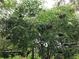 Elderberry tree with clusters of green and purple berries hanging from the branches at 1880 Belleair Rd, Clearwater, FL 33764