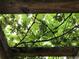 View looking up through the grape vines showing the bunches of green grapes ready to be picked at 1880 Belleair Rd, Clearwater, FL 33764