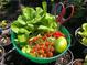 Green bowl filled with freshly picked ripe tomatoes, romaine lettuce, green beans, and a cucumber at 1880 Belleair Rd, Clearwater, FL 33764