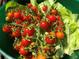 Freshly picked red ripe tomatoes on the vine next to some romaine lettuce in a green plastic bowl at 1880 Belleair Rd, Clearwater, FL 33764