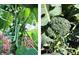 Green bean vines growing in the garden next to a lush green head of broccoli at 1880 Belleair Rd, Clearwater, FL 33764
