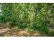 Wooded backyard with lush trees and foliage offering privacy and a natural setting at 19610 Sunset Bay Dr, Land O Lakes, FL 34638