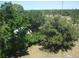 Aerial view showing the tree canopy, landscape, and a peek at homes in the neighborhood at 200 N Betty Ln # 5F, Clearwater, FL 33755