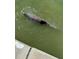 A dolphin swims close to the shore in the community's waterway at 7700 Sun Island S Dr # 506, South Pasadena, FL 33707