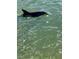 A dolphin swims near the surface, glistening under the sunlight in its natural habitat at 7700 Sun Island S Dr # 506, South Pasadena, FL 33707