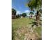 A picturesque front yard showcasing lush greenery, majestic palm trees, and clear skies at 17026 State Road 54, Lutz, FL 33558