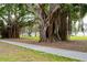 Picturesque sidewalk lined by large banyan trees with extensive root systems and lush greenery at 200 4Th S Ave # 303, St Petersburg, FL 33701
