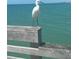 Seascape featuring a white snowy egret standing on a wooden structure overlooking the ocean at 600 Gardens Edge Dr # 614, Venice, FL 34285