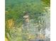 A turtle swims in a pond surrounded by many fish at 600 Gardens Edge Dr # 614, Venice, FL 34285