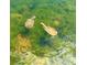 Two turtles swim in a pond surrounded by many fish at 600 Gardens Edge Dr # 614, Venice, FL 34285