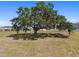 View of a large oak tree with hanging Spanish moss at 10749 Tally Fawn Loop, San Antonio, FL 33576