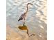 Great Blue Heron wading, sun reflects on the water at 7872 Sailboat Key S Blvd # 306, South Pasadena, FL 33707