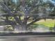 Calming outdoor view of a tree-lined landscape as seen through a screened window at 8320 112Th St # 206, Seminole, FL 33772