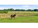 A horse stands in a grassy pasture under a sunny sky at 10614 Low Oak Terrace, Thonotosassa, FL 33592