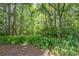 A view of the wooded backyard with native trees and ferns at 11536 Baywood Meadows Dr # 3, New Port Richey, FL 34654