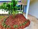 Beautifully landscaped front entrance with a vibrant palm tree, wood mulch, and decorative plants at 2172 University S Dr, Clearwater, FL 33764