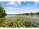 Picturesque lake view with lily pads, surrounded by trees and blue sky, offering a tranquil setting at 4141 Dolphin Dr # 4141, Tampa, FL 33617