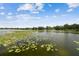 Lake view showing the surface of the water with green lily pads and clear blue skies at 4141 Dolphin Dr # 4141, Tampa, FL 33617