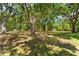 Large, tree-filled backyard providing ample space for recreation and relaxation at 12503 Bronco Dr, Tampa, FL 33626