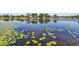 A scenic view of a serene lake covered in lily pads, perfect for nature enthusiasts at 3629 Lake Breeze Dr, Land O Lakes, FL 34639