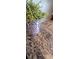 Close-up of a granite countertop with a decorative houseplant at 3914 W Cleveland St, Tampa, FL 33609